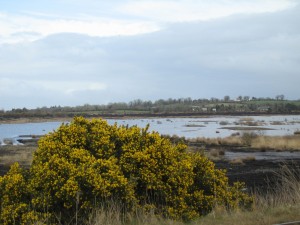 Derries-Wetland
